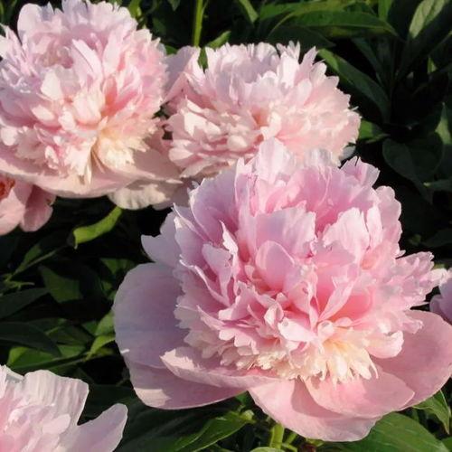 国产芍药怎么养护的视频,视频教程助您养出美丽花朵