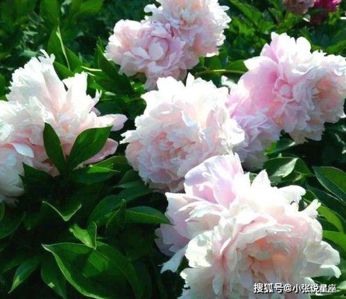 国产芍药怎么养护的视频,视频教程助您养出美丽花朵