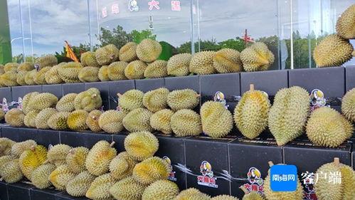 国产精彩榴莲视频,探寻热带果王的魅力瞬间