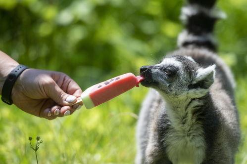 国产动物吃雪糕视频在线,雪糕盛宴萌态十足！