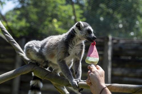 国产动物吃雪糕视频在线,雪糕盛宴萌态十足！  第2张