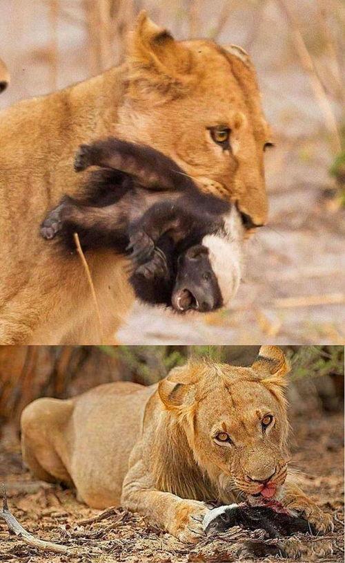 国产动物吃雪糕视频在线,雪糕盛宴萌态十足！  第3张