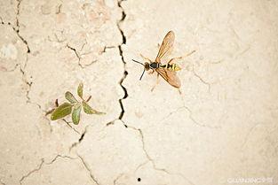 国产草壁视频,探寻东方美学与自然和谐共生的视觉盛宴  第3张