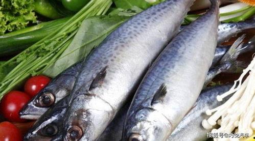 国产鲅鱼现在能吃吗视频  第2张