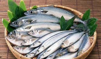 国产鲅鱼现在能吃吗视频  第3张